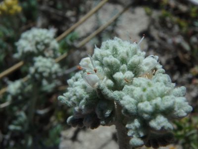 Teucrium dunense, photographed by Daniel Cahen