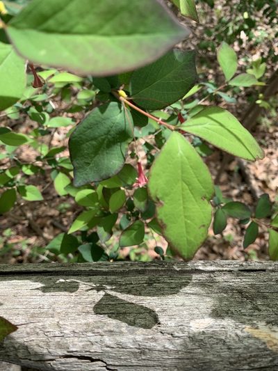 Lonicera gracilipes, photographed by Sandy Wolkenberg