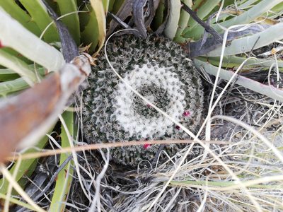 Mammillaria formosa, photographed by Sandino Guerrero