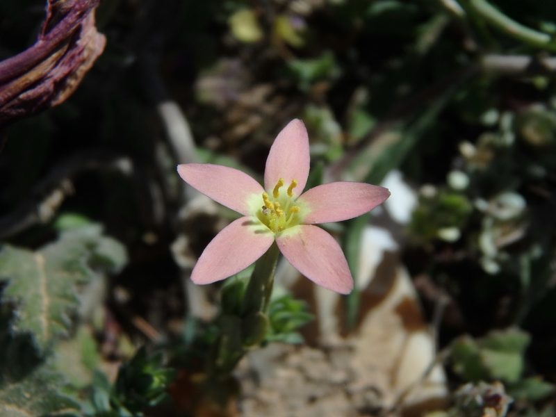 Centaurium bianoris, photographed by Daniel Cahen