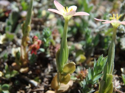 Centaurium bianoris, photographed by Daniel Cahen