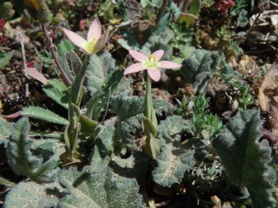 Centaurium bianoris, photographed by Daniel Cahen