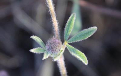 Trifolium albopurpureum, photographed by Millie Basden