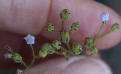 Saltugilia australis, photographed by Millie Basden
