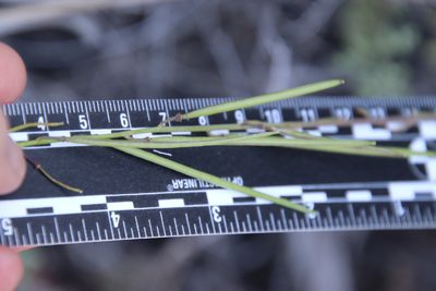 Streptanthus heterophyllus, photographed by Millie Basden