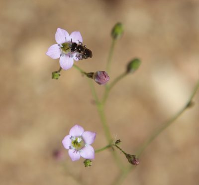 Saltugilia australis, photographed by Millie Basden