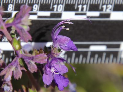 Trichostema parishii, photographed by Millie Basden