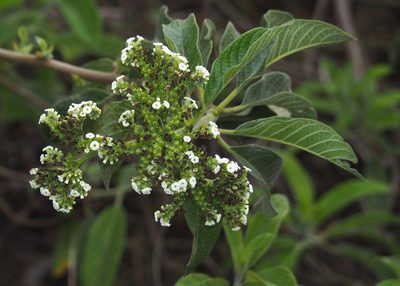 Tournefortia pubescens, photographed by John G. Phillips