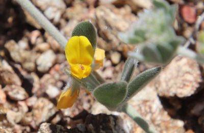 Acmispon argophyllus, photographed by Millie Basden
