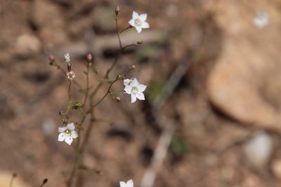 Saltugilia australis, photographed by Millie Basden