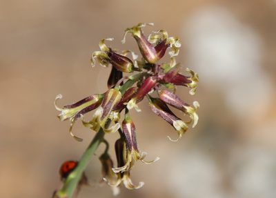 Streptanthus heterophyllus, photographed by Millie Basden