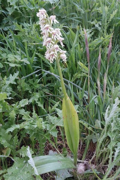 Orchis galilaea, photographed by Kristof Zyskowski