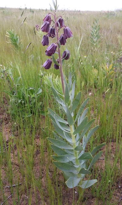 Fritillaria persica, photographed by Kristof Zyskowski