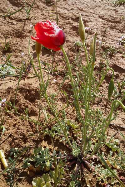 Glaucium grandiflorum, photographed by Kristof Zyskowski