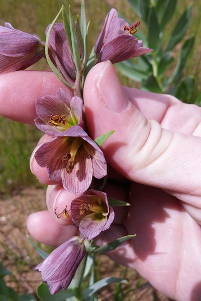 Fritillaria persica, photographed by Kristof Zyskowski