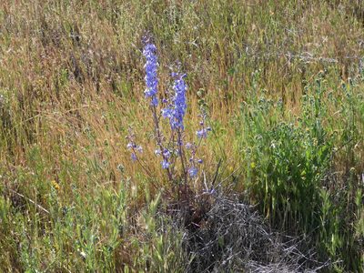 Delphinium recurvatum, photographed by Don Wellmann
