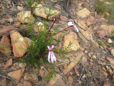 Pelargonium artemisiifolium, photographed by Paul Hoekman