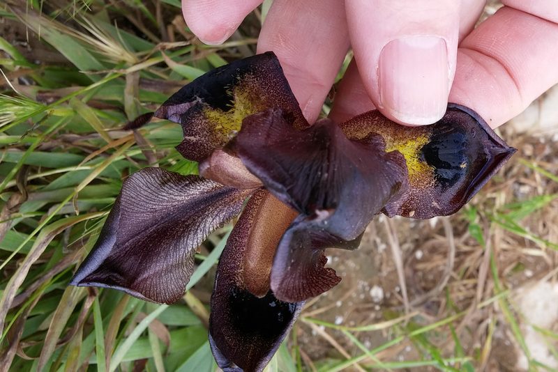 Iris atrofusca, photographed by Kristof Zyskowski