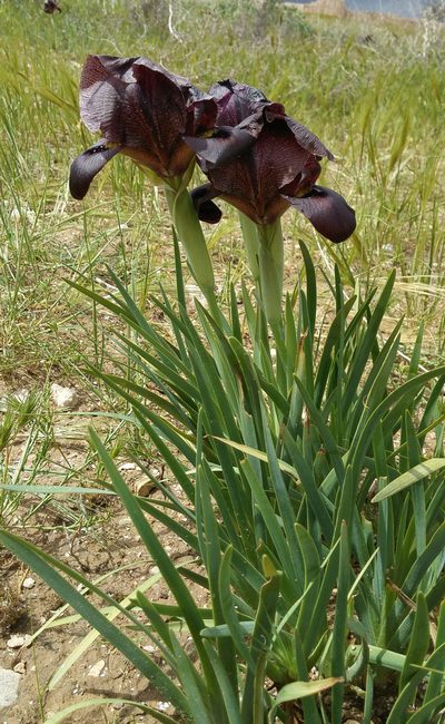 Iris atrofusca, photographed by Kristof Zyskowski