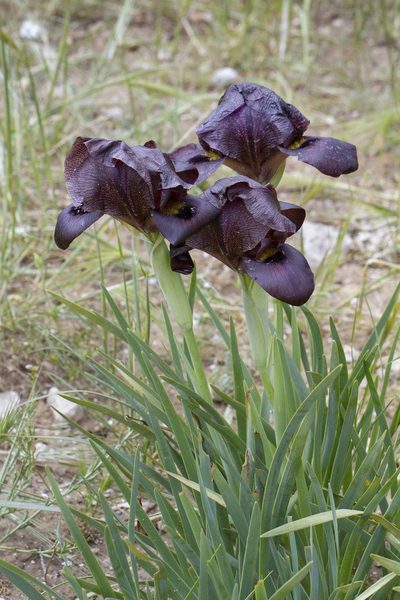 Iris atrofusca, photographed by Kristof Zyskowski