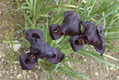 Iris atrofusca, photographed by Kristof Zyskowski