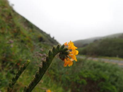 Amsinckia lunaris, photographed by Scott Yarger