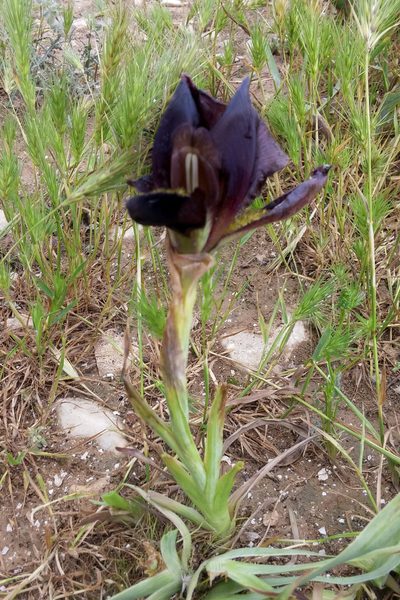 Iris atrofusca, photographed by Kristof Zyskowski