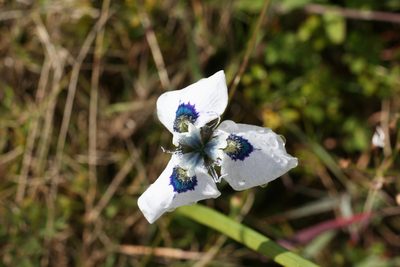 Moraea aristata, photographed by Paul Hoekman