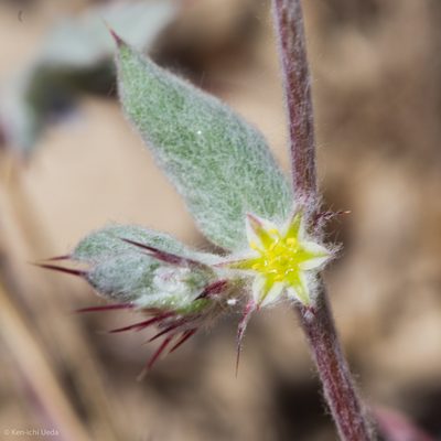 Hollisteria lanata, photographed by Ken-ichi Ueda