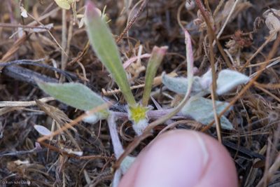 Hollisteria lanata, photographed by Ken-ichi Ueda