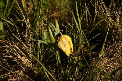 Fritillaria collina, photographed by Dmitriy Bochkov