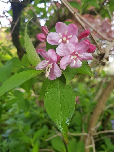 Weigela florida, photographed by Sasha