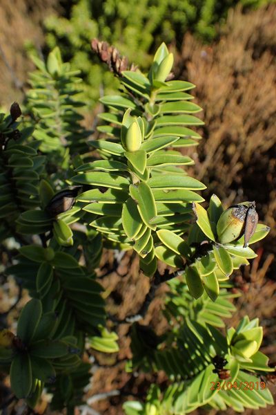 Veronica brachysiphon, photographed by Duncan Cunningham