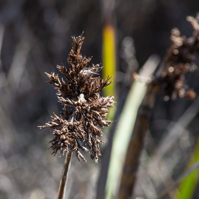 Lepidosperma gladiatum, photographed by Terra Occ