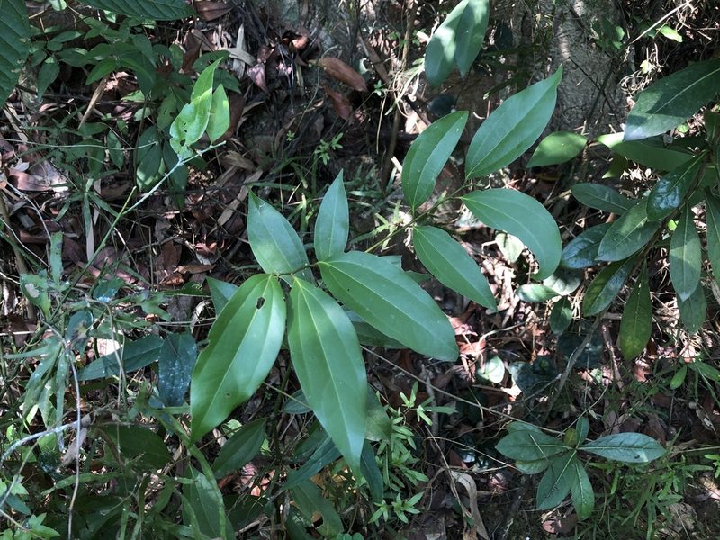 Cinnamomum osmophloeum, photographed by Cheng-Tao Lin