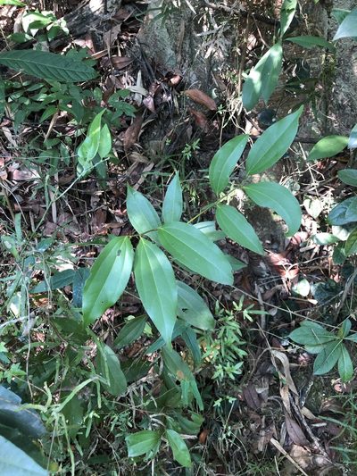 Cinnamomum osmophloeum, photographed by Cheng-Tao Lin