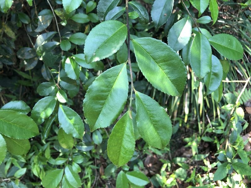 Eurya chinensis, photographed by Cheng-Tao Lin