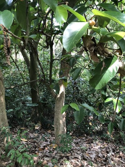 Artocarpus lacucha, photographed by Cheng-Tao Lin