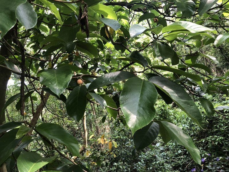 Artocarpus lacucha, photographed by Cheng-Tao Lin