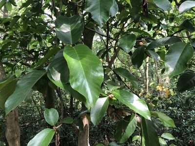 Artocarpus lacucha, photographed by Cheng-Tao Lin
