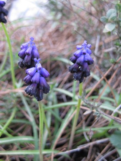Muscari commutatum, photographed by Naturalista