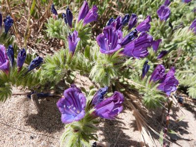 Echium sabulicola, photographed by Naturalista