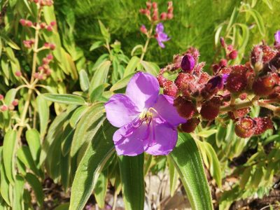 Rosettea princeps, photographed by Nadine Van Zyl
