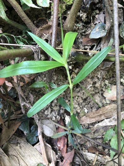 Scleromitrion verticillatum, photographed by Cheng-Tao Lin