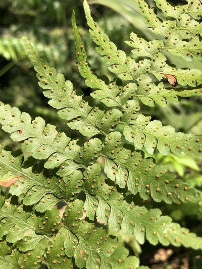 Microlepia nepalensis, photographed by Cheng-Tao Lin