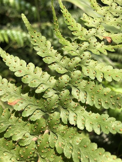 Microlepia nepalensis, photographed by Cheng-Tao Lin