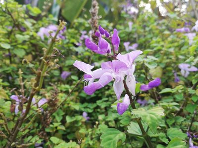 Plectranthus saccatus, photographed by Nadine Van Zyl