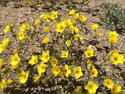 Leptosiphon chrysanthus, photographed by Lynn Sweet
