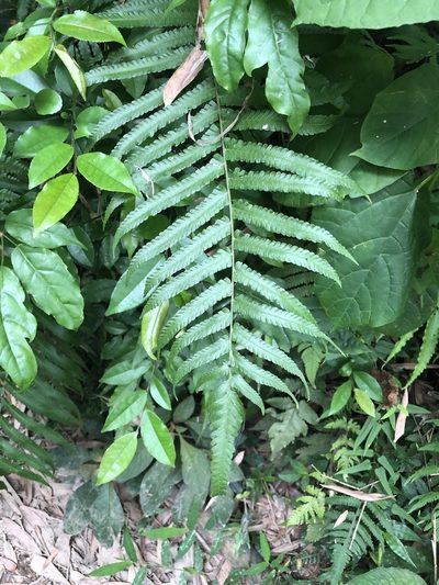 Reholttumia truncata, photographed by Cheng-Tao Lin
