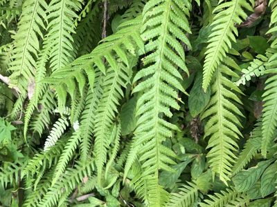 Phegopteris decursive-pinnata, photographed by Cheng-Tao Lin